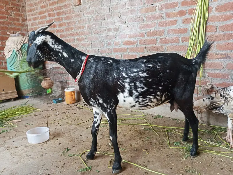 Teddi Bakri Healty and Active — photo 3