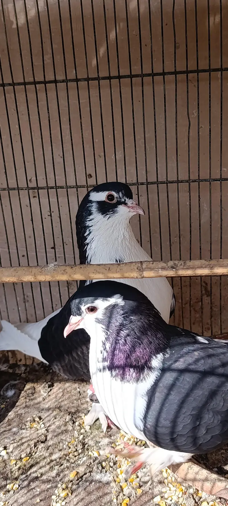 black sharazi pair — photo 3