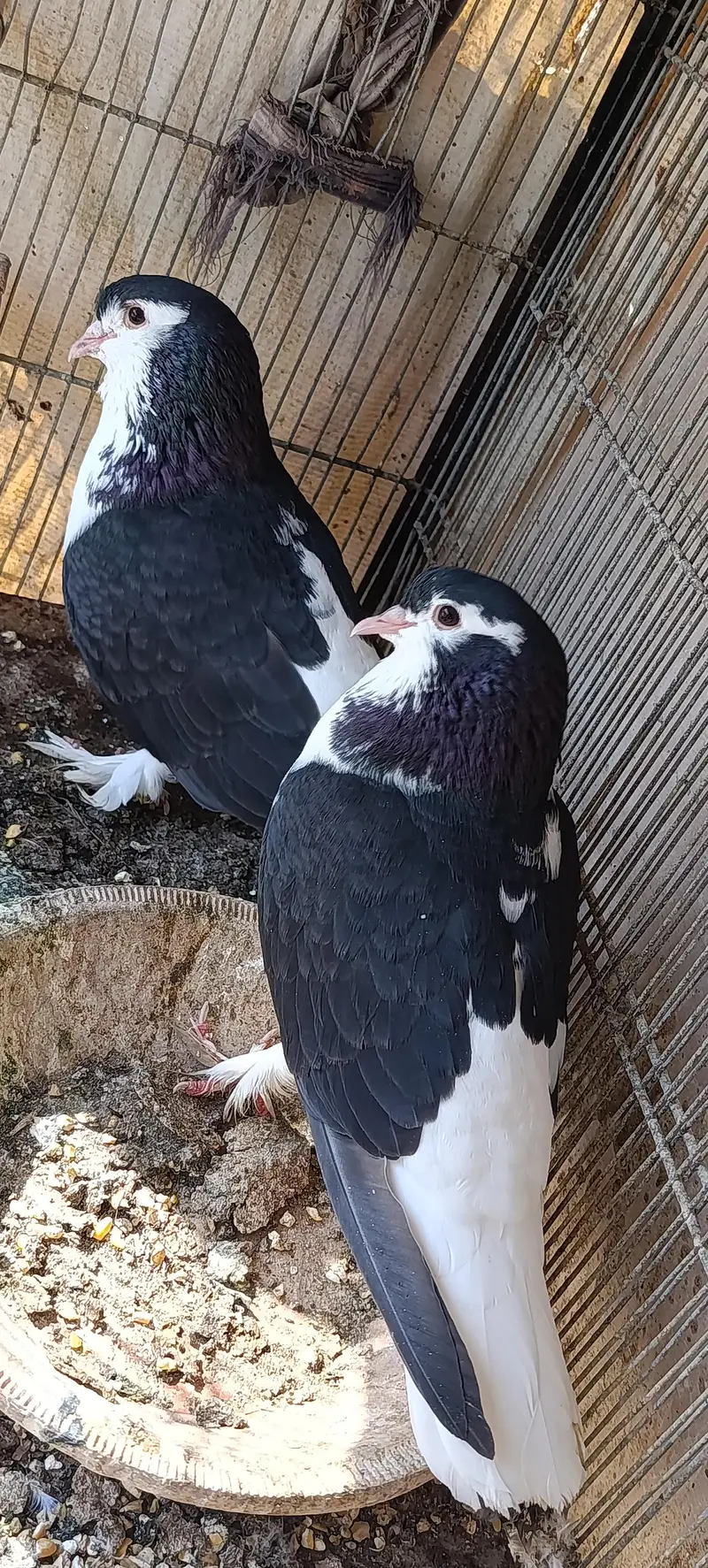 black sharazi pair — photo 4
