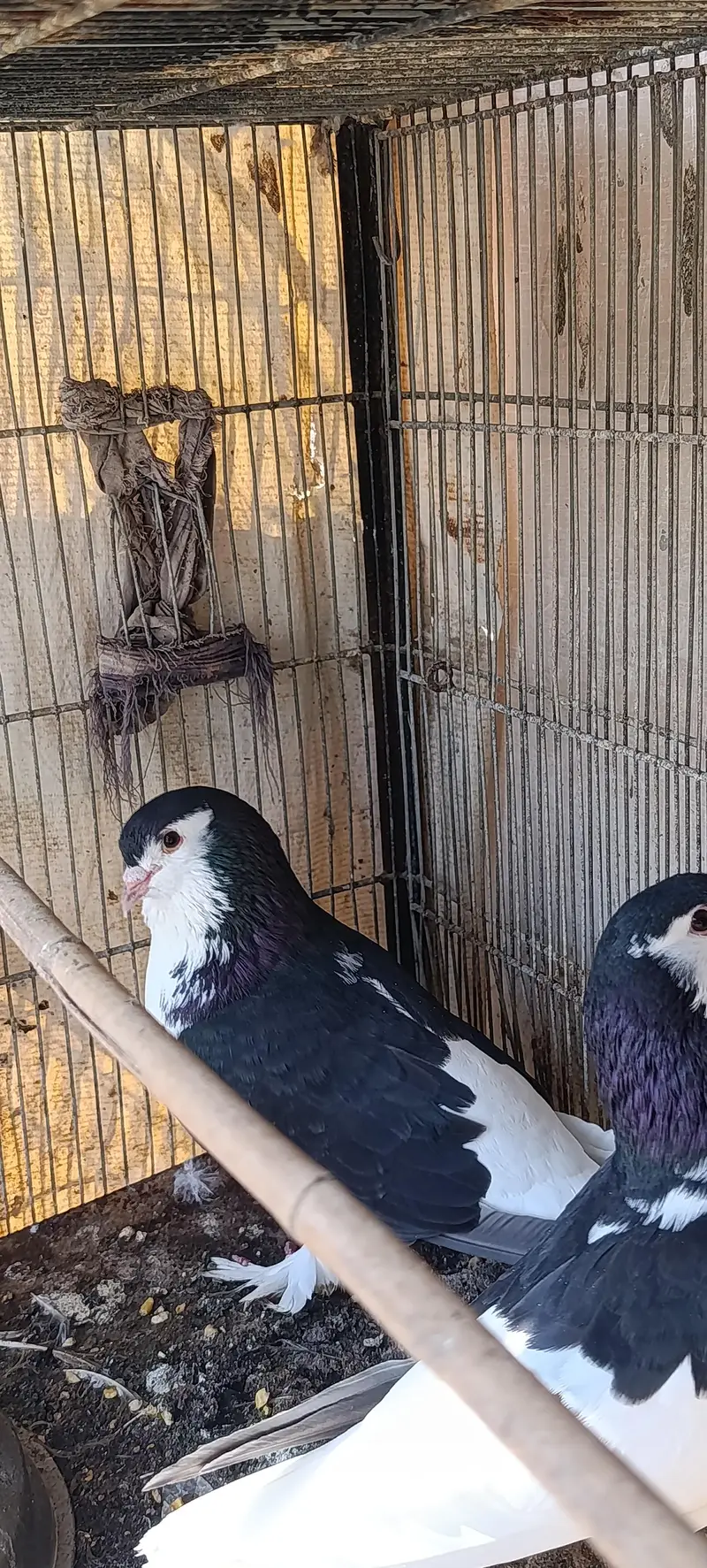 black sharazi pair — photo 6