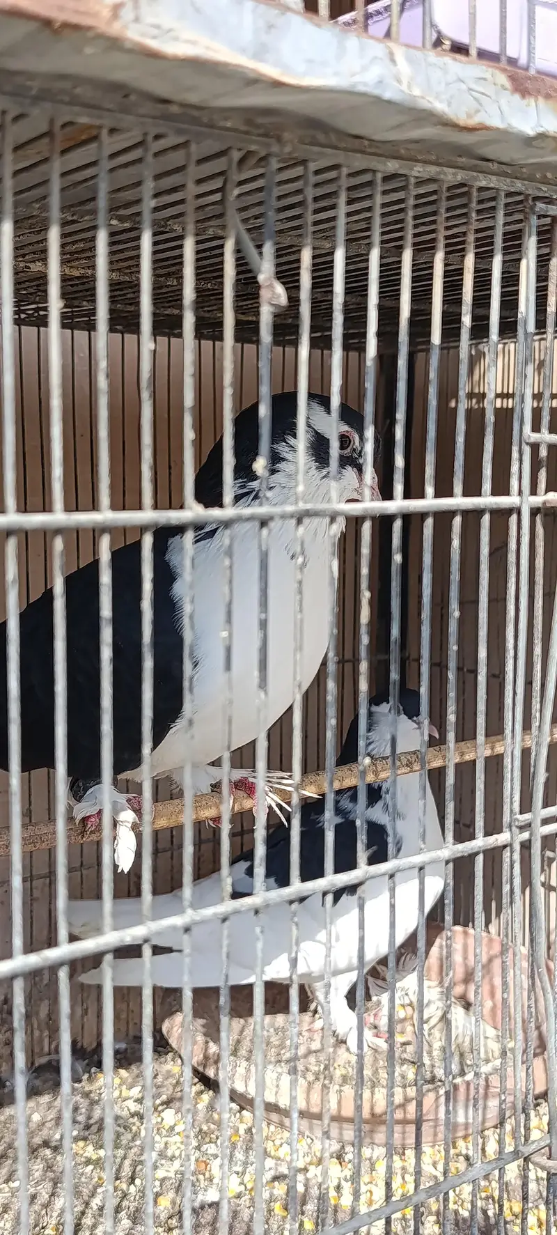 black sharazi pair — photo 8