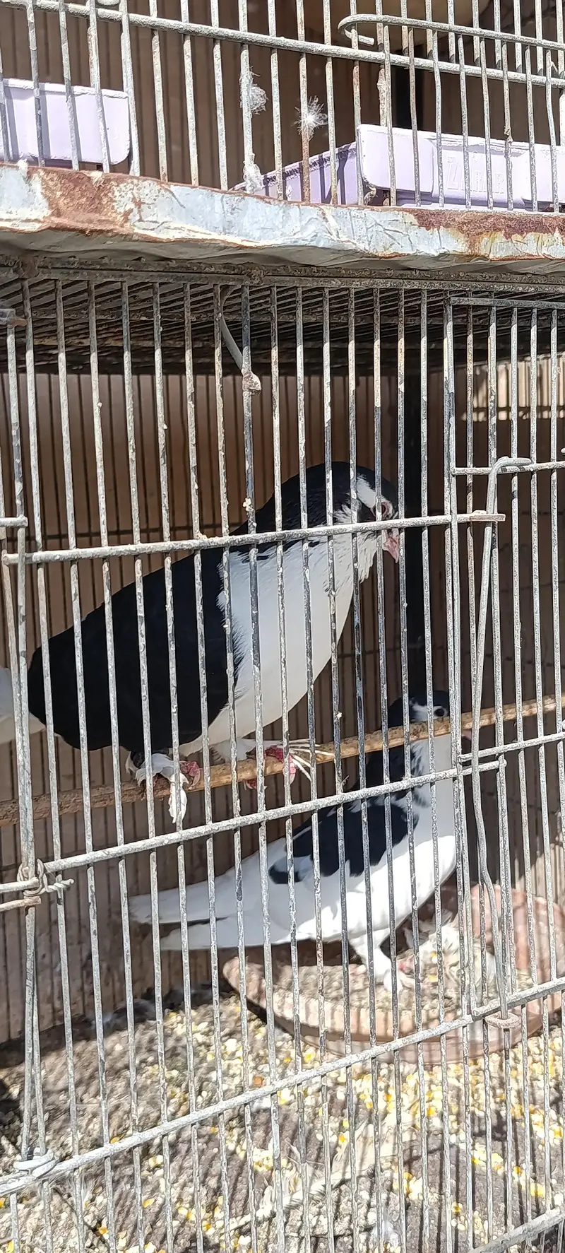 black sharazi pair — photo 9
