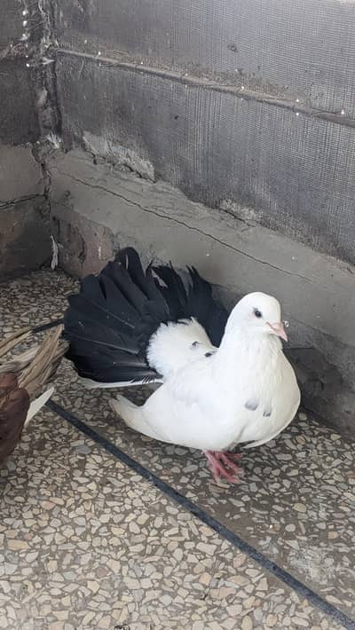 king male and fantail male