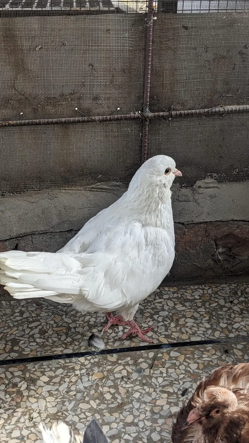 king male and fantail male — photo 2