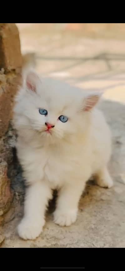 Tripple coat white colour blue eyes