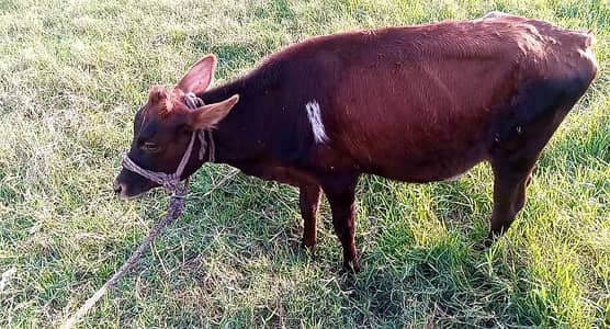 jerci cross bachri available