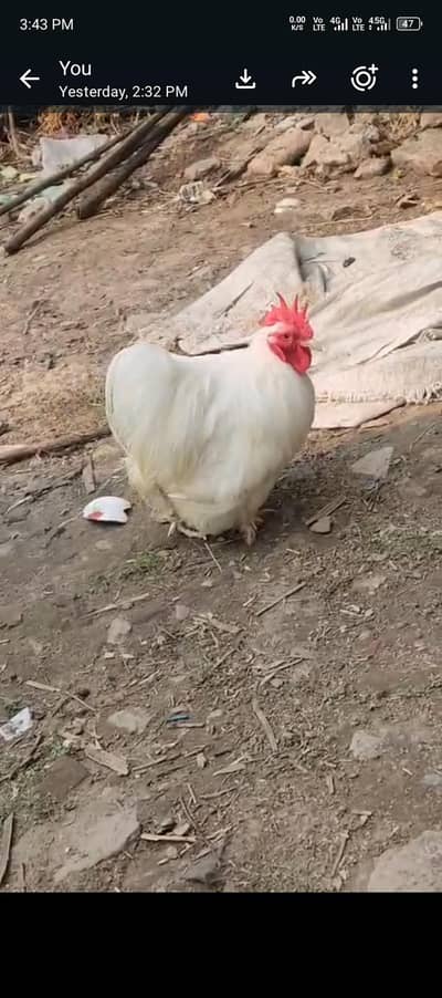white Bantam Breader pair for sale