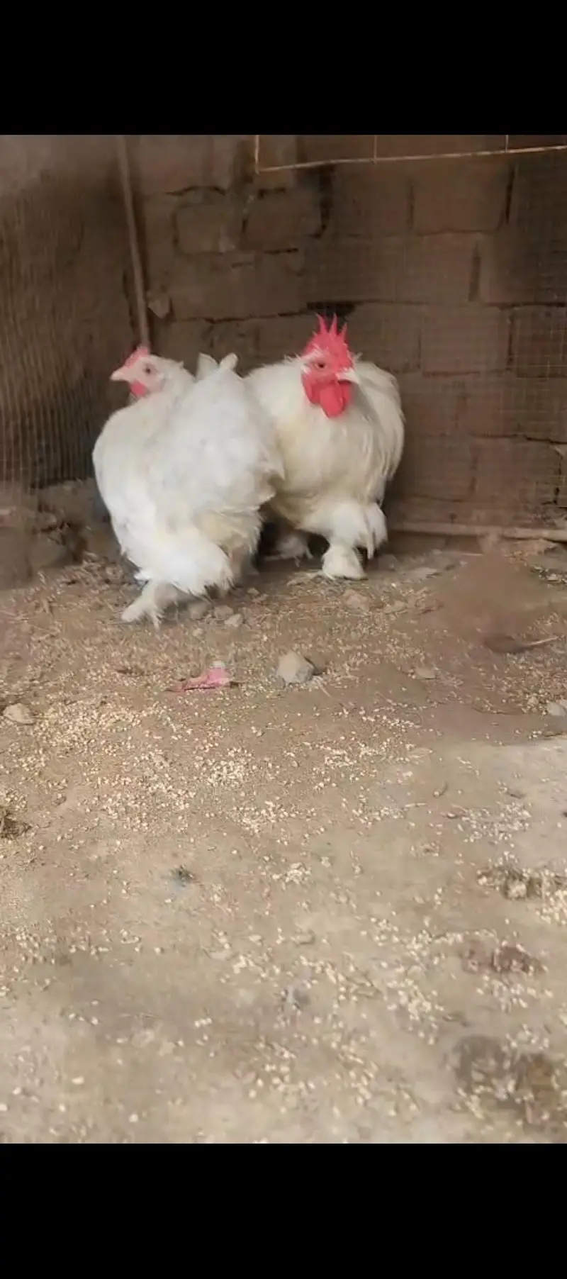 white Bantam Breader pair for sale — photo 2