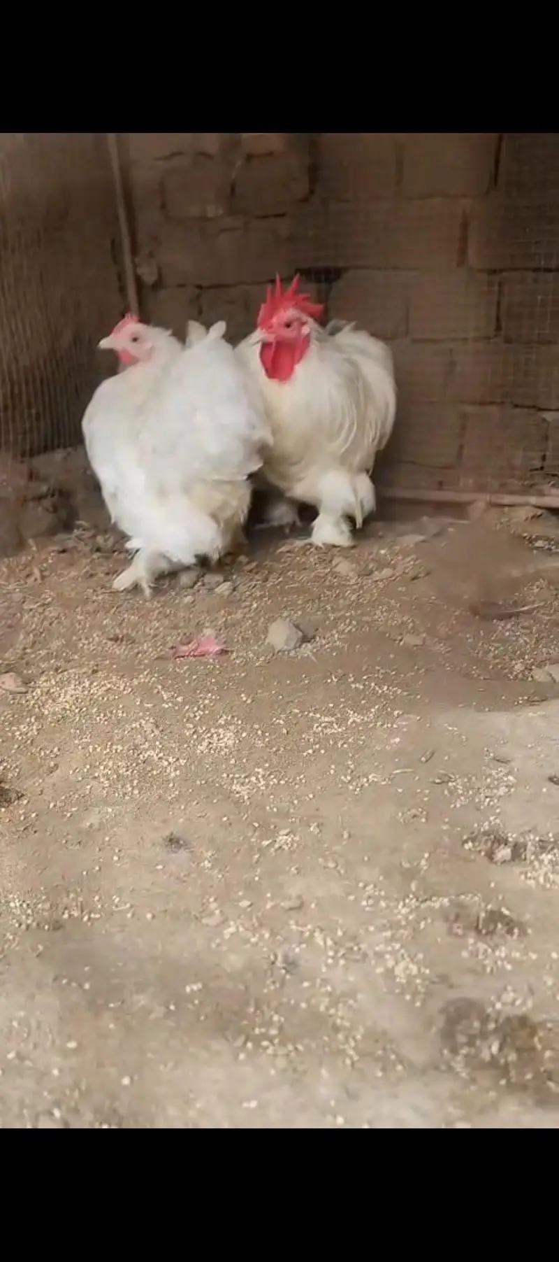 white Bantam Breader pair for sale — photo 3