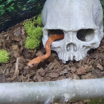 exotic pet accessories &hamster accessories