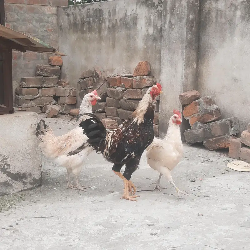Highted Healthy Pure Desi Murga — photo 2