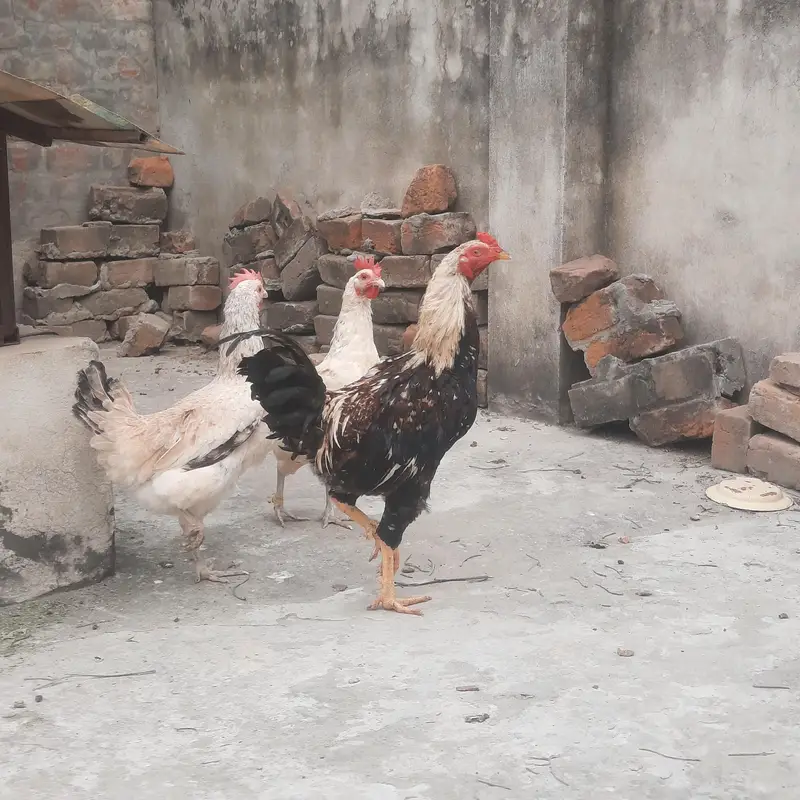 Highted Healthy Pure Desi Murga — photo 6