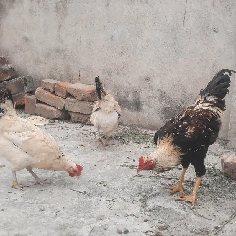 Highted Healthy Pure Desi Murga — photo 7