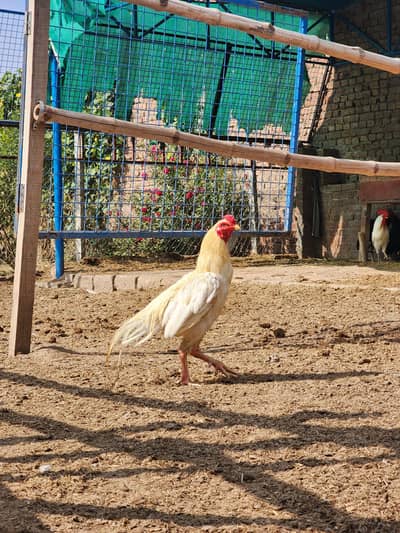 heera aseel white and choras nok nali for sale
