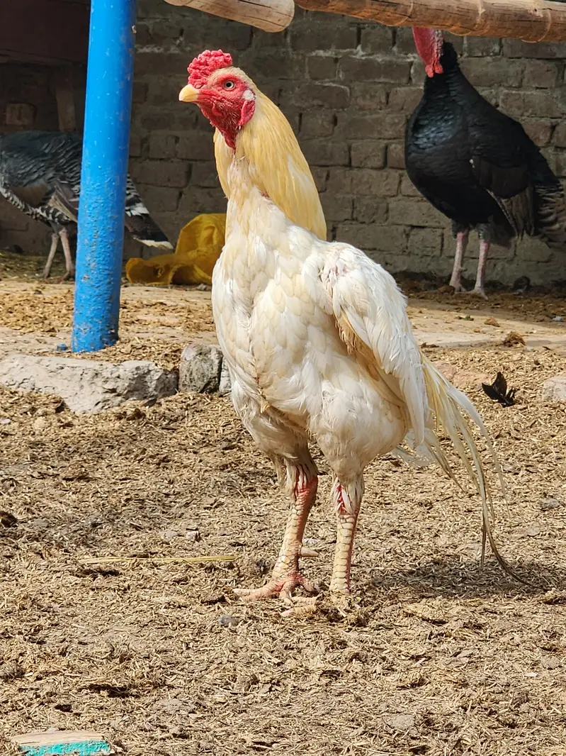 heera aseel white and choras nok nali for sale — photo 2