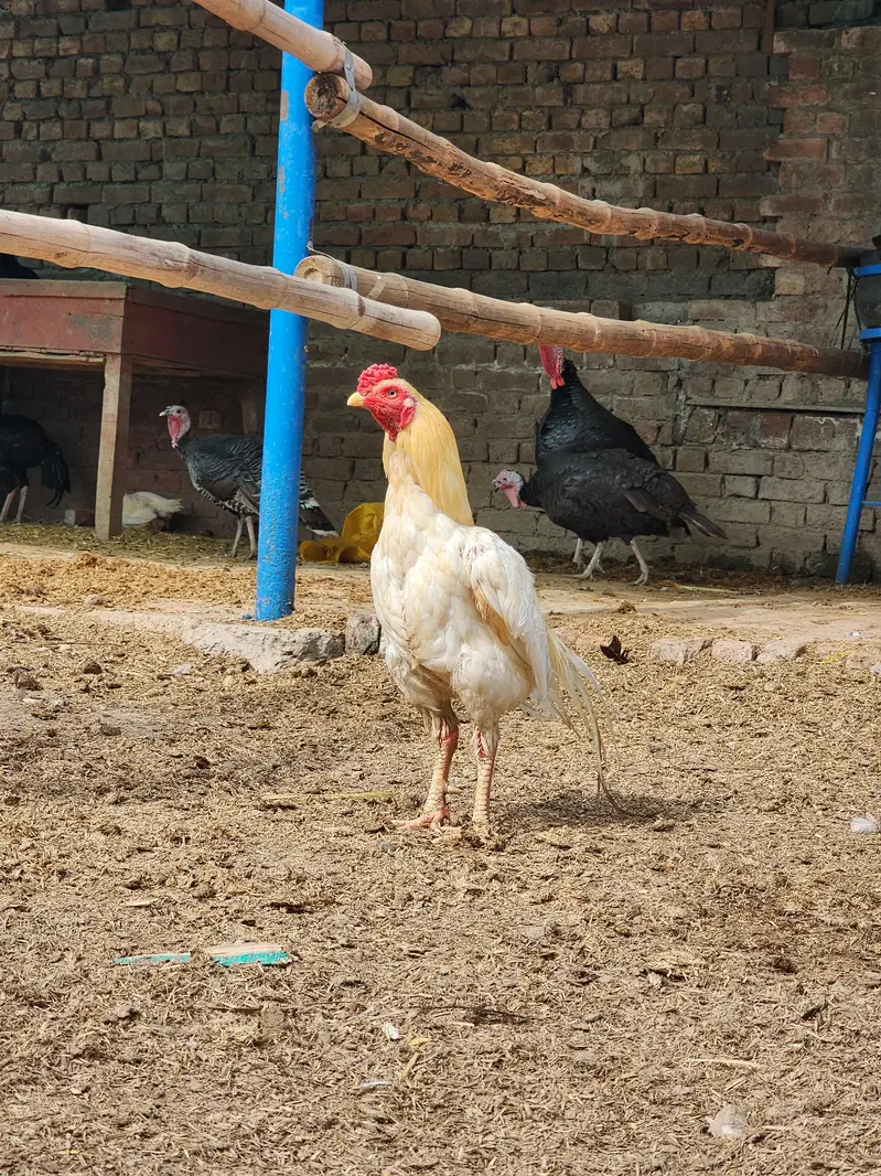 heera aseel white and choras nok nali for sale — photo 3