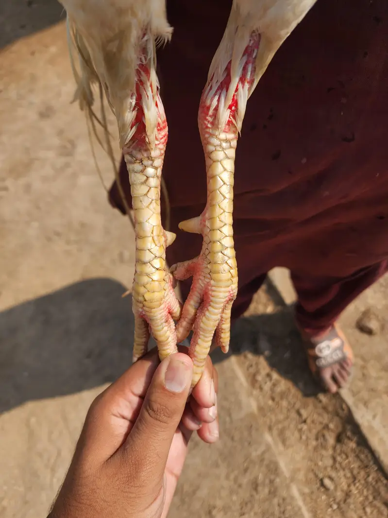 heera aseel white and choras nok nali for sale — photo 5