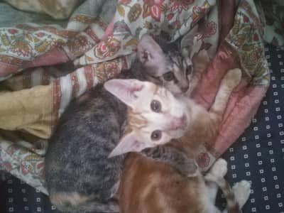 Kittens For Adoption