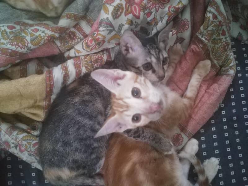 Kittens For Adoption 0