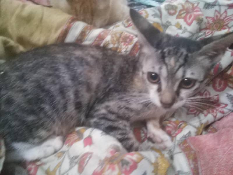 Kittens For Adoption 1