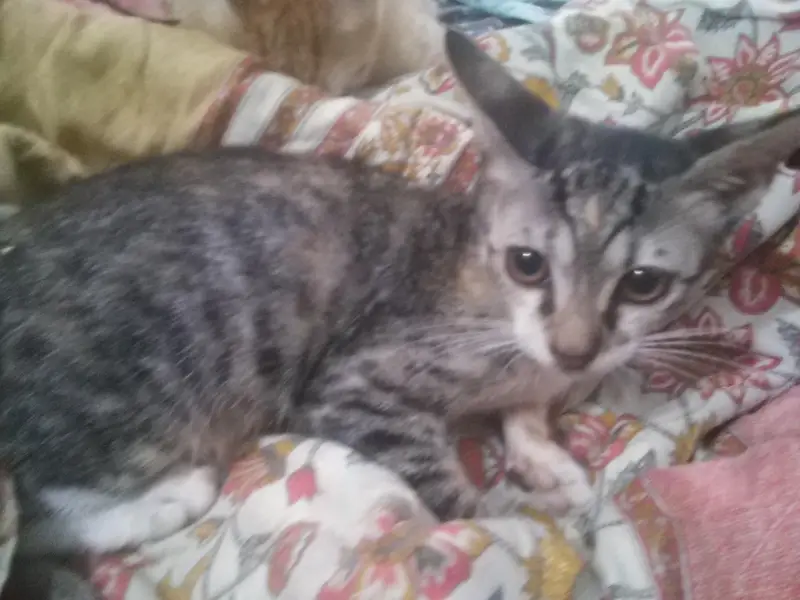 Kittens For Adoption — photo 2