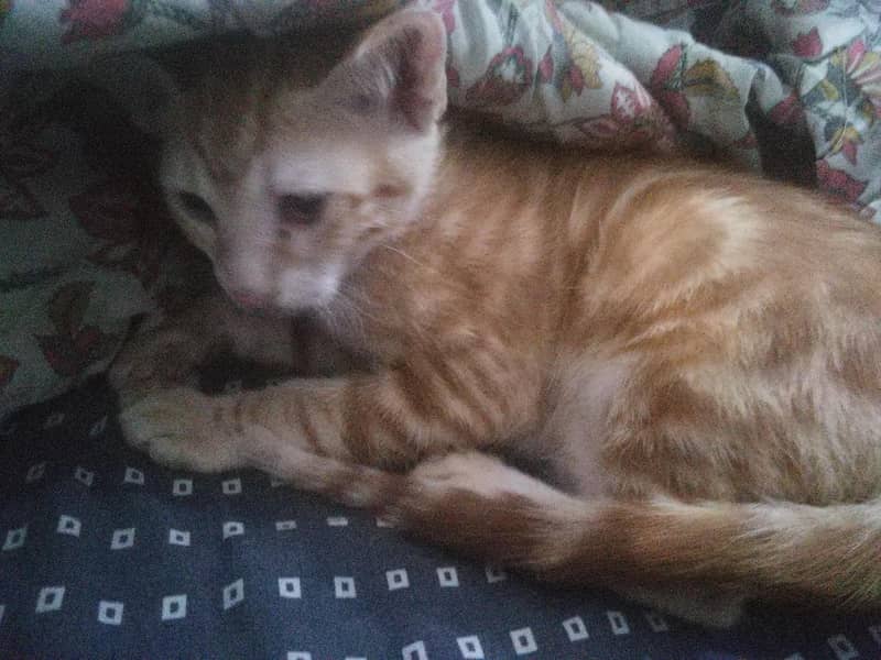 Kittens For Adoption 2