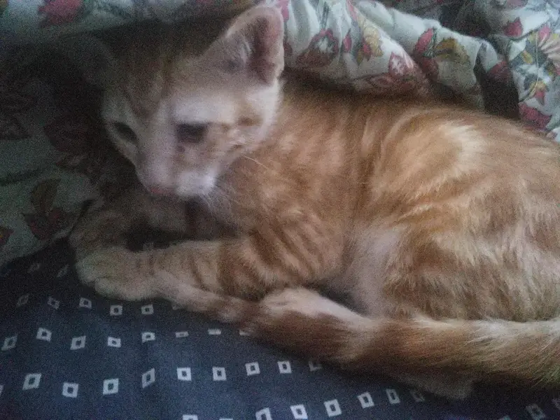 Kittens For Adoption — photo 3