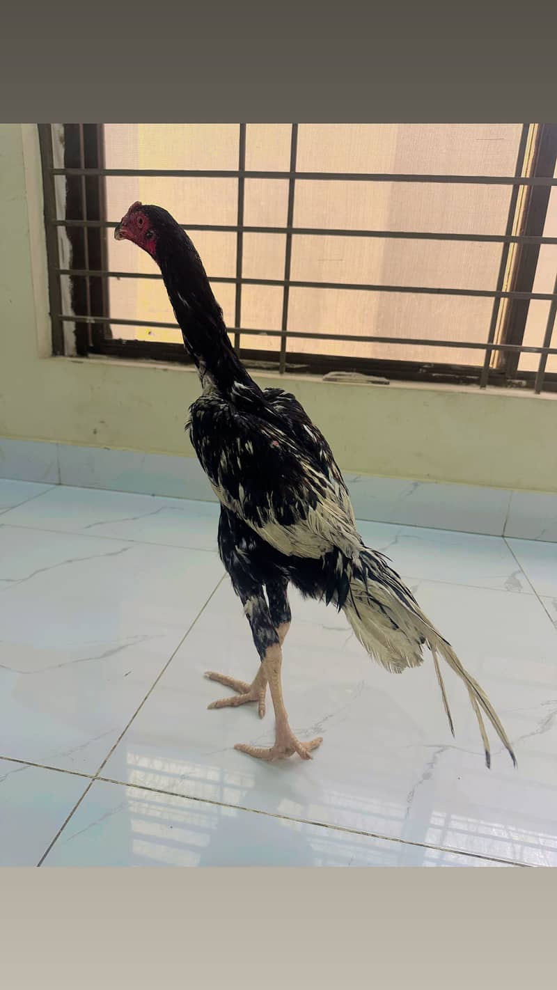 Shamo patha 2