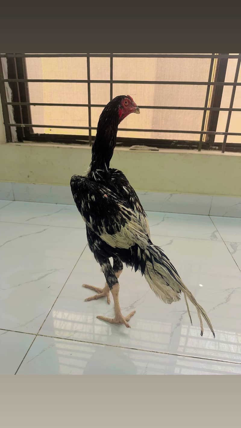 Shamo patha 4