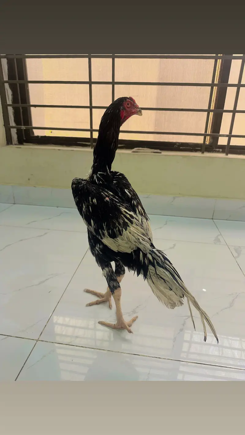Shamo patha — photo 5