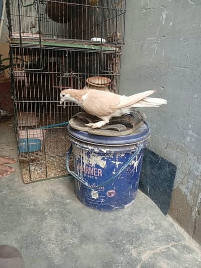 4 hen gola hen