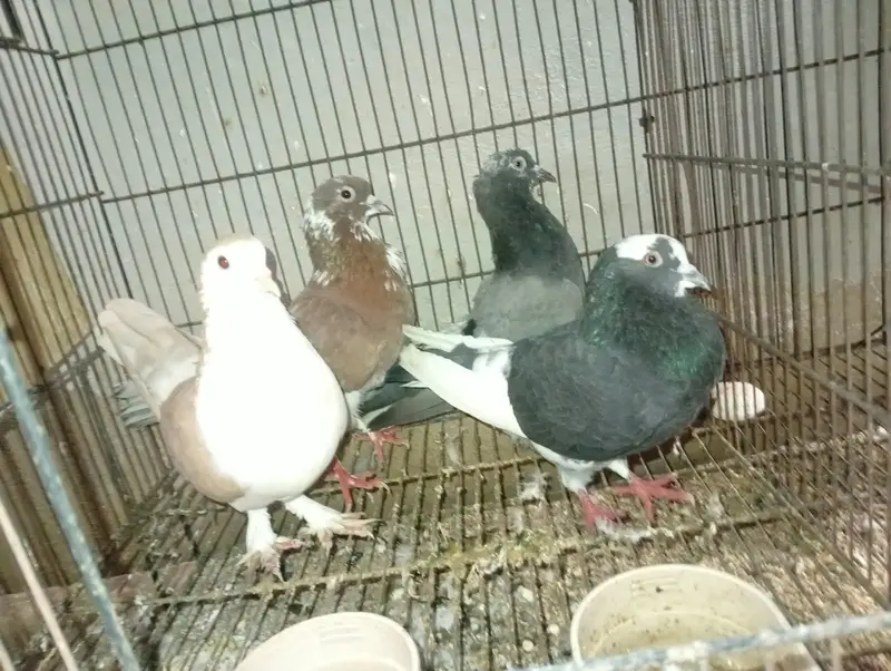 4 hen gola hen — photo 2
