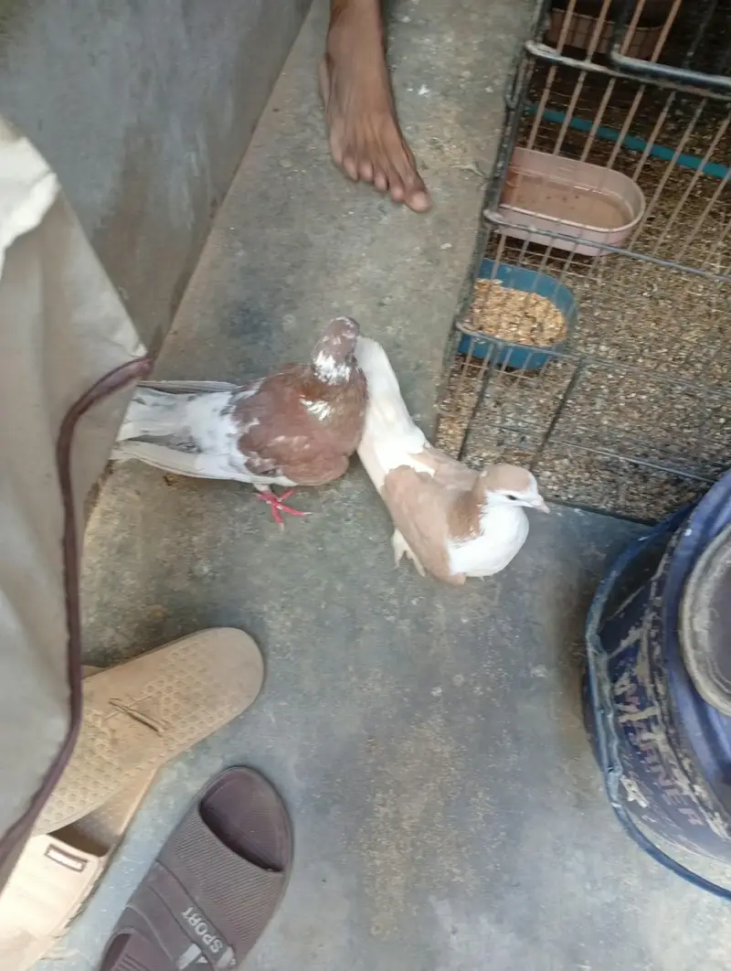 4 hen gola hen — photo 3