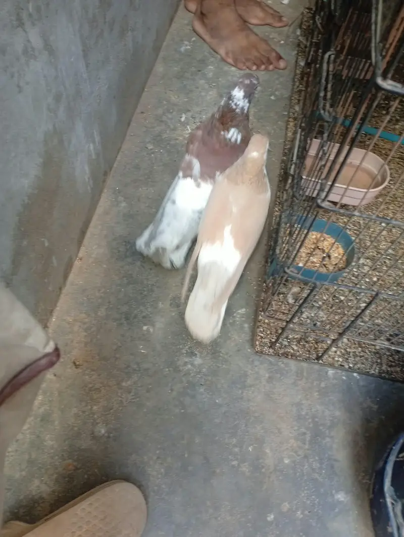 4 hen gola hen — photo 4
