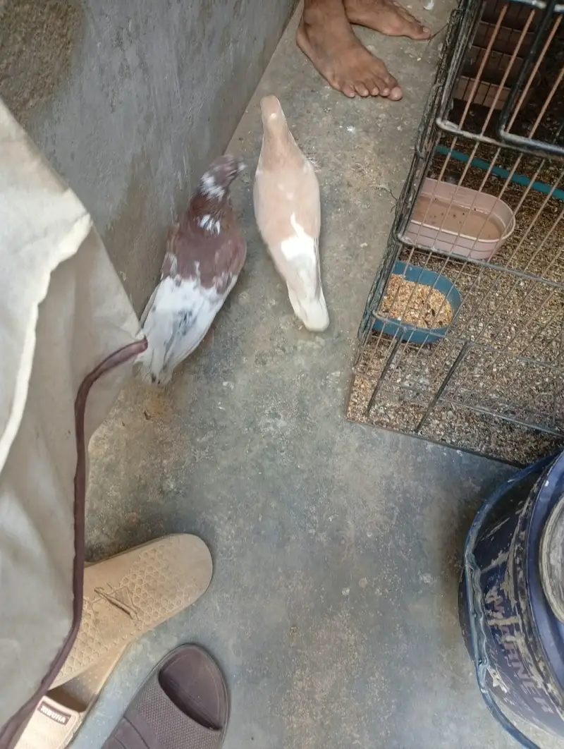 4 hen gola hen — photo 5