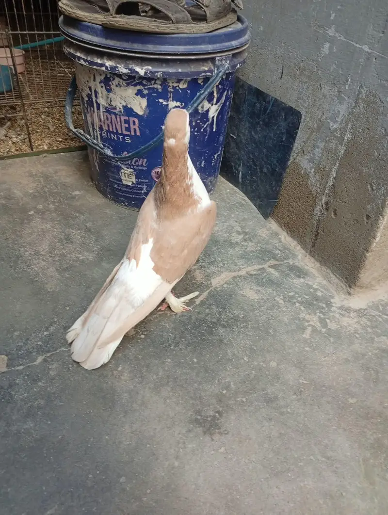 4 hen gola hen — photo 6