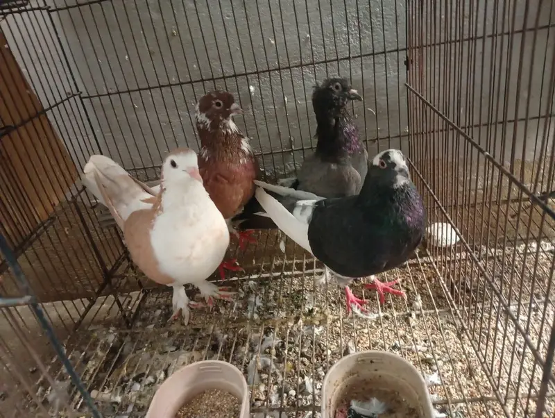 4 hen gola hen — photo 7
