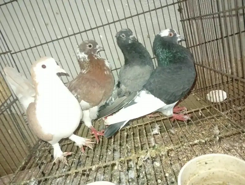4 hen gola hen — photo 8