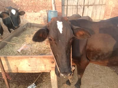jersey cross  cow