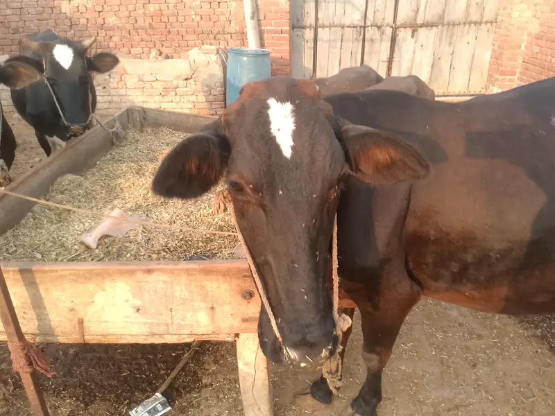 jersey cross  cow
