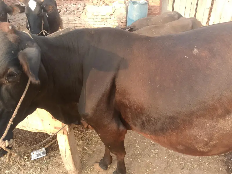 jersey cross  cow — photo 2