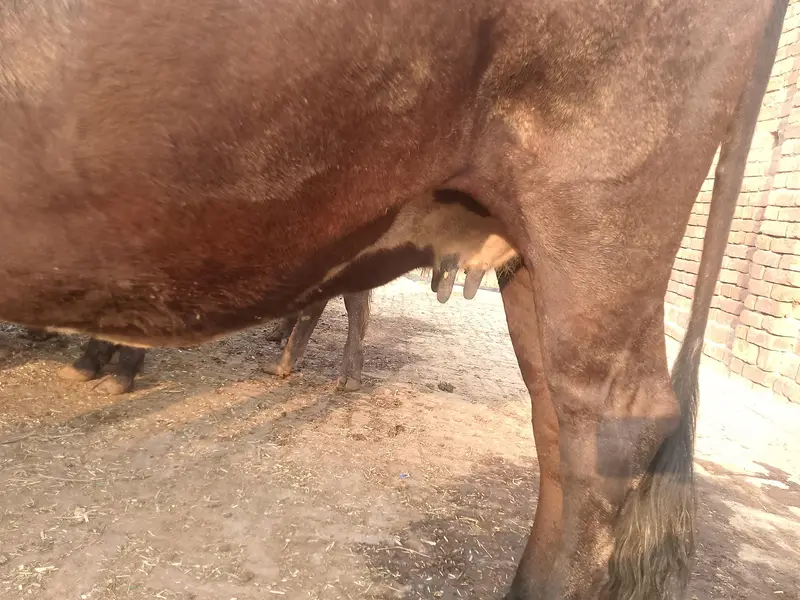 jersey cross  cow — photo 6