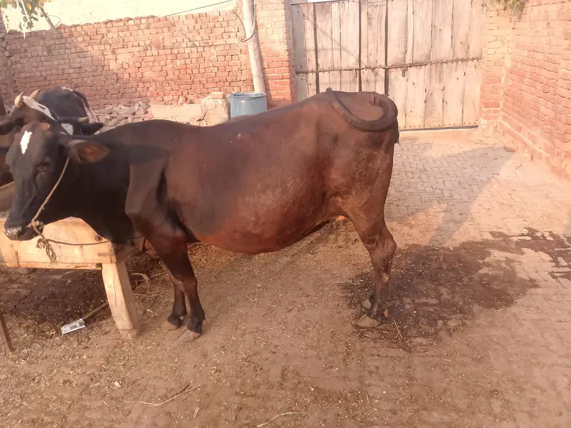 jersey cross  cow — photo 11