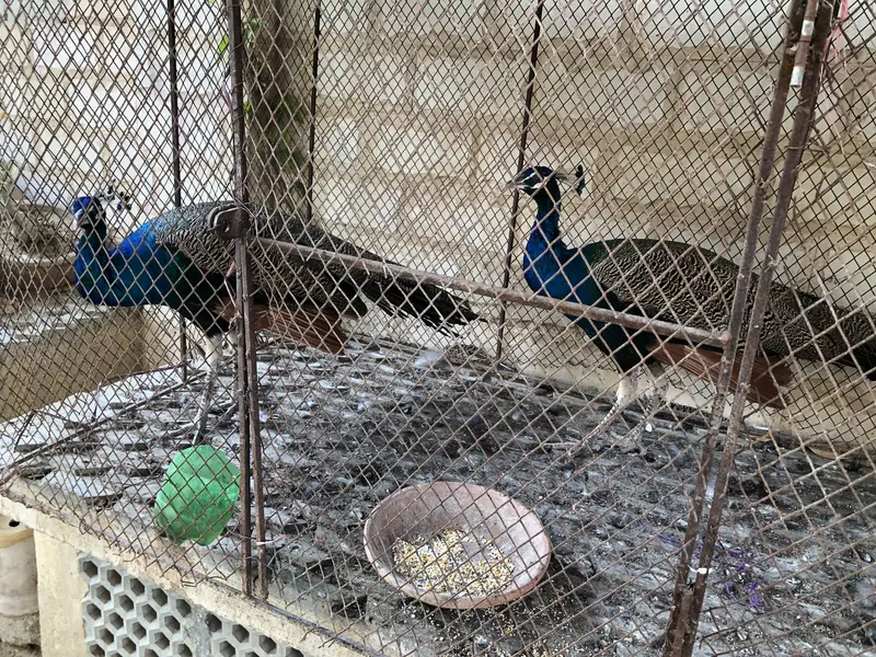 Ashiq — photo 6