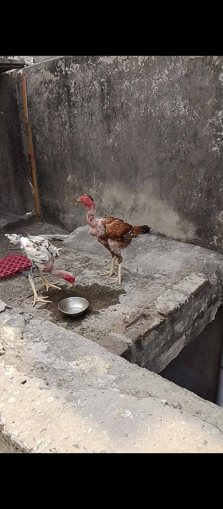 Ganoi Turkish patha 0