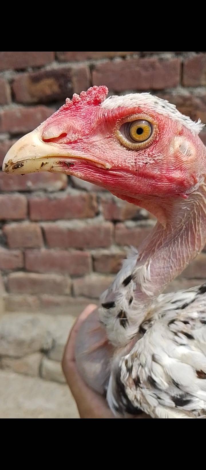 Ganoi Turkish patha 6