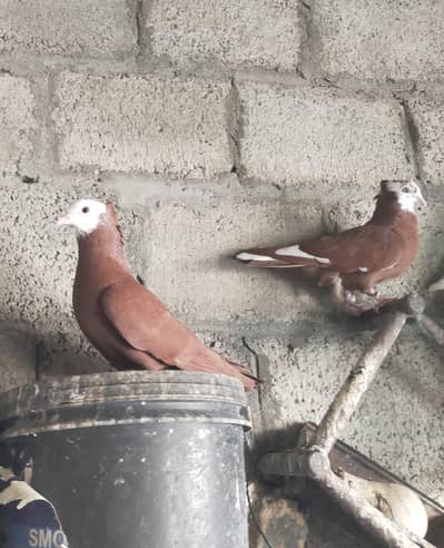 red mukhi pair for sale