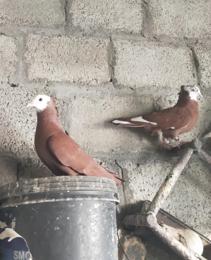 red mukhi pair for sale