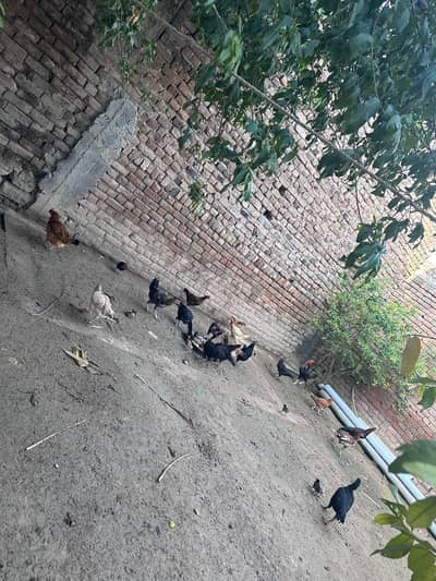 Aseel or pure desi murghi hens for sale