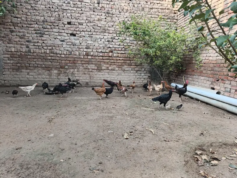Aseel or pure desi murghi hens for sale — photo 2